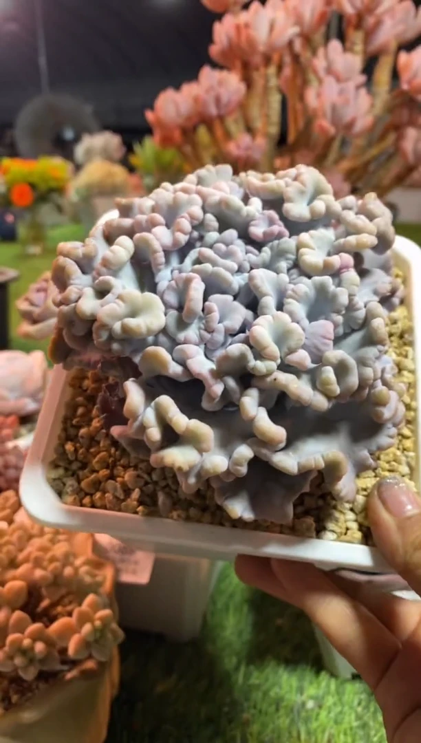 【闪购商品】0115a