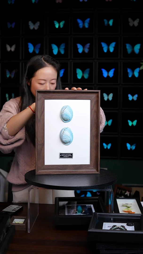 墨西哥蓝鲍标本摆件