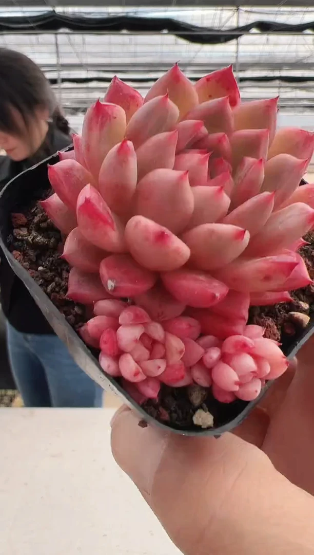 【闪购商品】新款多肉-121