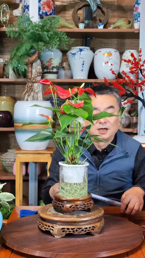 无花朵遇**屿水之韵水培红掌