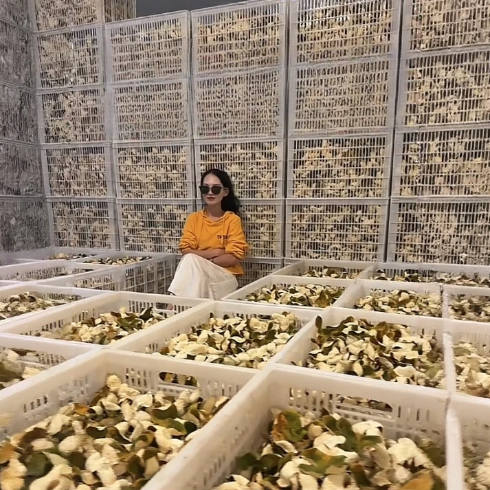 【亚克力收藏级精品】2025年梅江冬后折花新会14年老树原枝