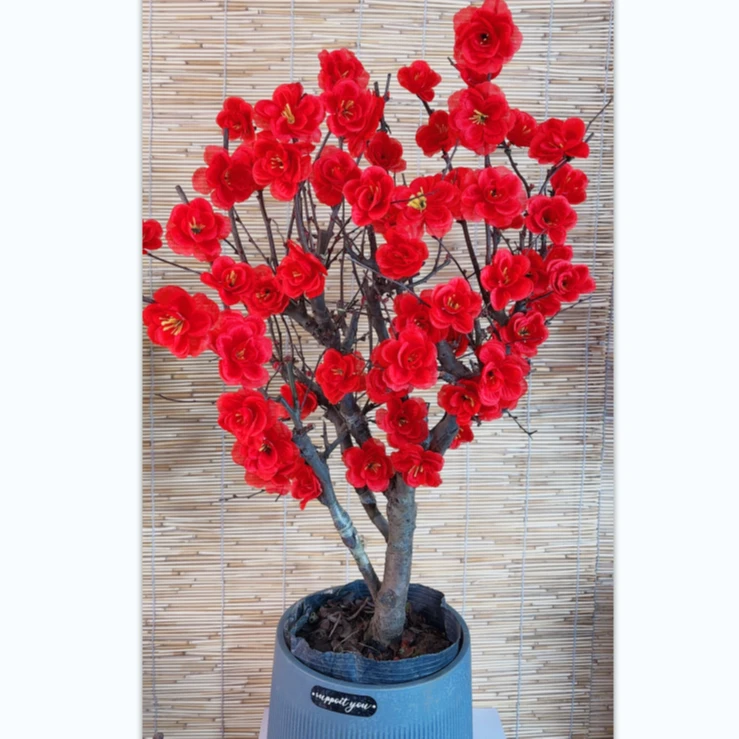 海棠花盆栽树苗庭院绿植物室内四季花卉开花好养易活