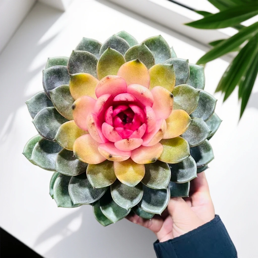 【大盆水晶之恋】精品贵货多肉植物室内外好养新手好养脱土带盆发