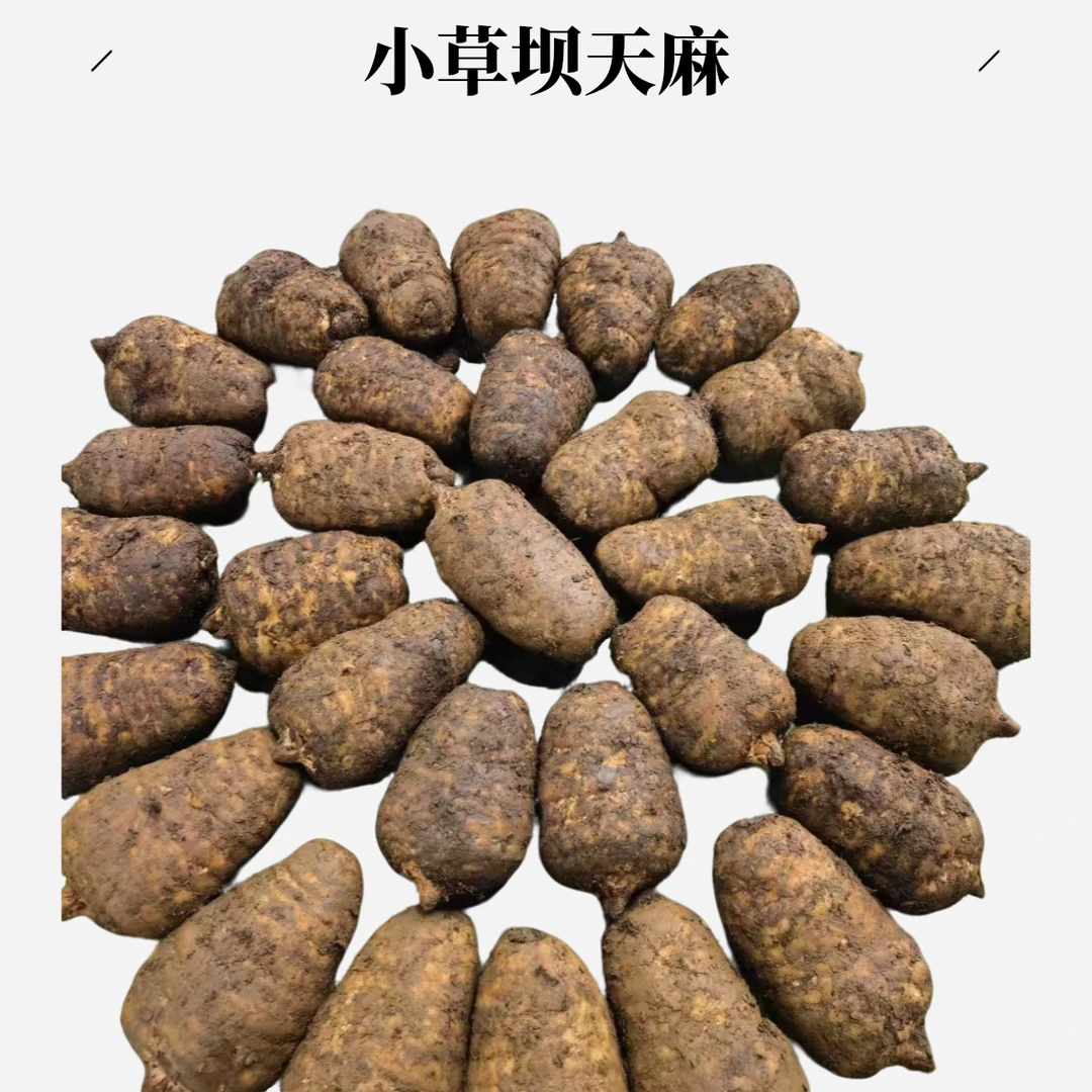 小草坝天麻新鲜天麻云南昭通天麻产地直销