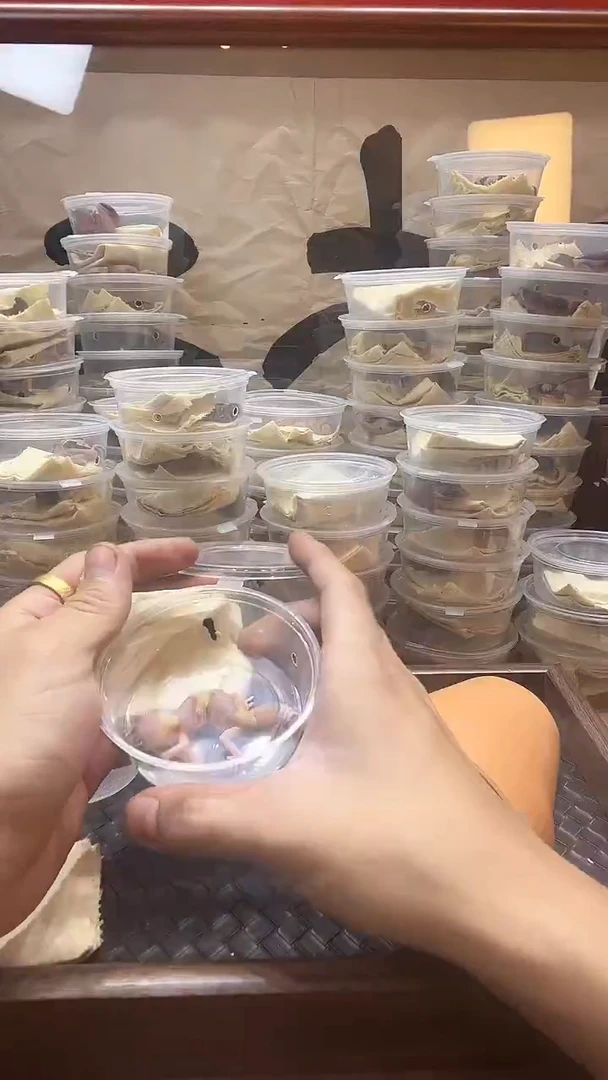 肥尾守宫橘白苗子