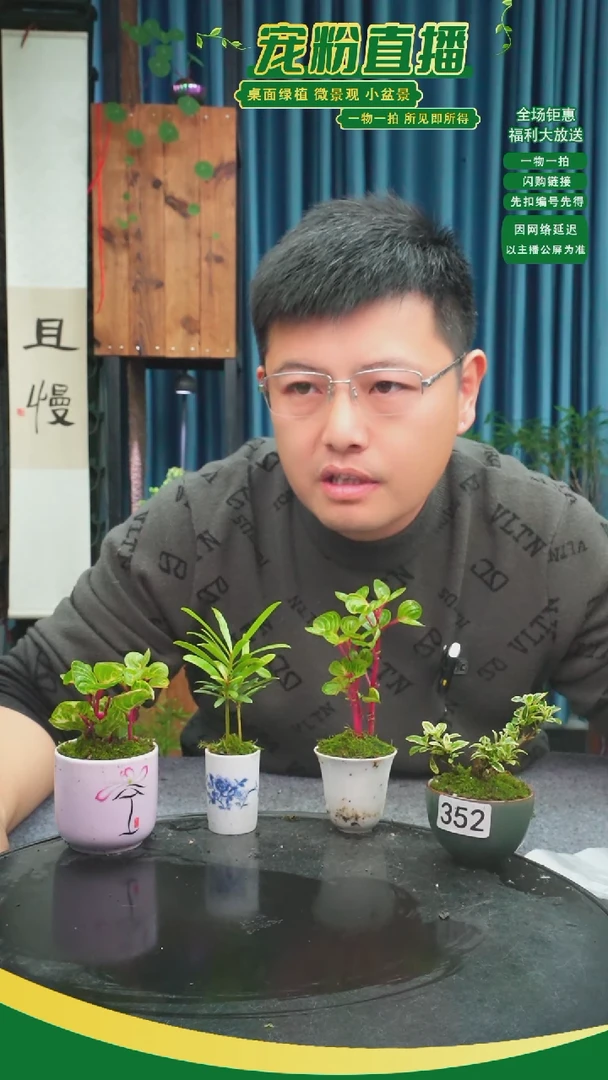 无花朵+****%苔藓微景观352号