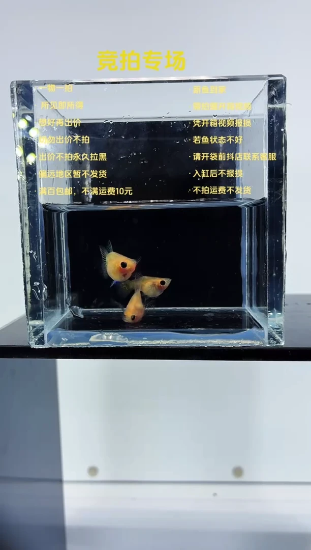 孔雀鱼黄琉璃球一公两母