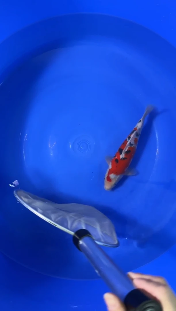 锦鲤商品鱼活体二号链接