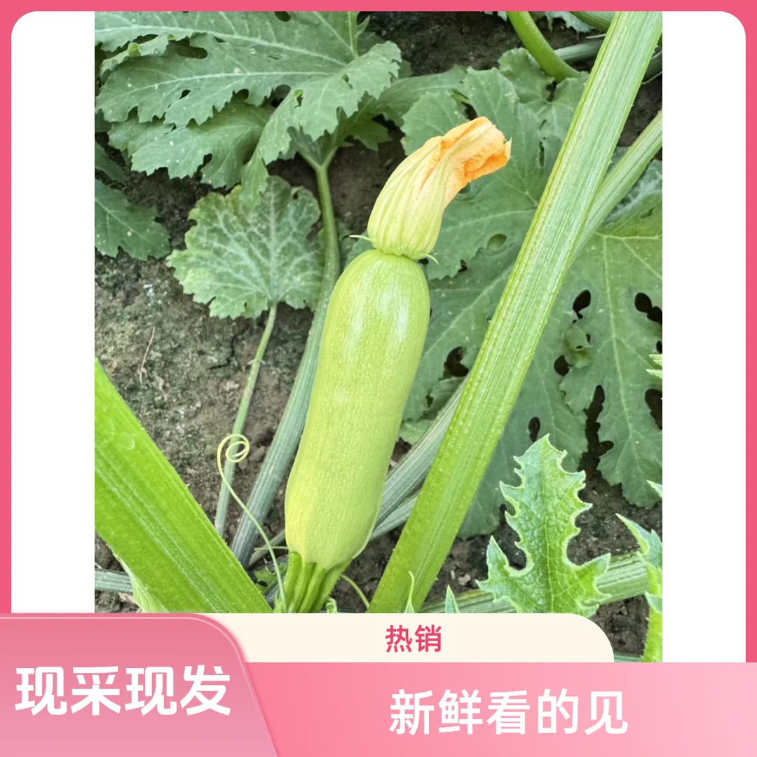 山东青州产地新鲜西葫芦农家自种现采现发角瓜新鲜六叶瓜5北瓜