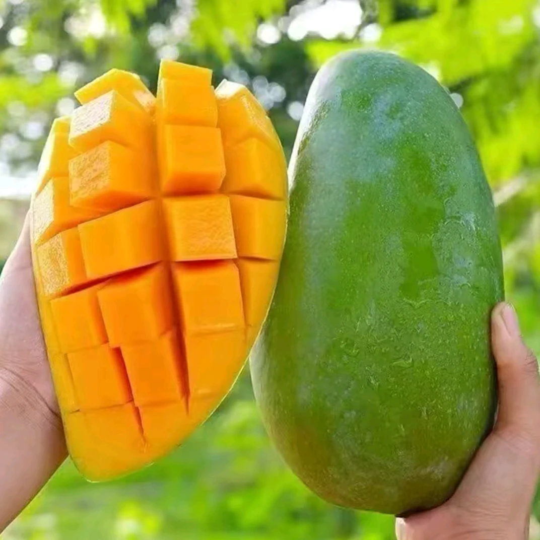 大青芒（催熟食用）新鲜水果青皮金煌芒肉多核薄稍软吃by带箱9-10斤