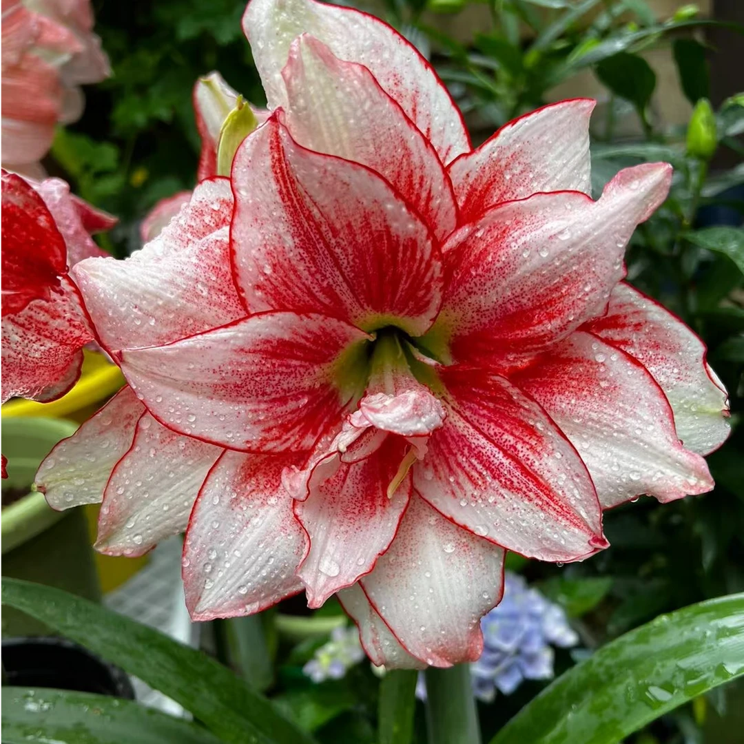 【精灵】包对版朱顶红种球自然球福利【送肥料】