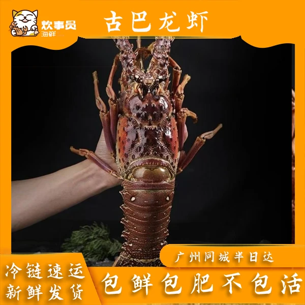 《豪华劲大》3-3.5斤/只古巴野生龙虾 鲜活打氧发 劲大豪华聚餐送礼