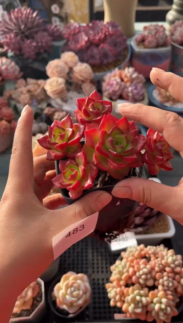 483群生小火焰蒂亚多肉