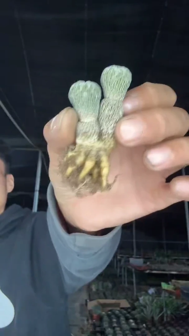 精巧丸双头不带盆土75.99