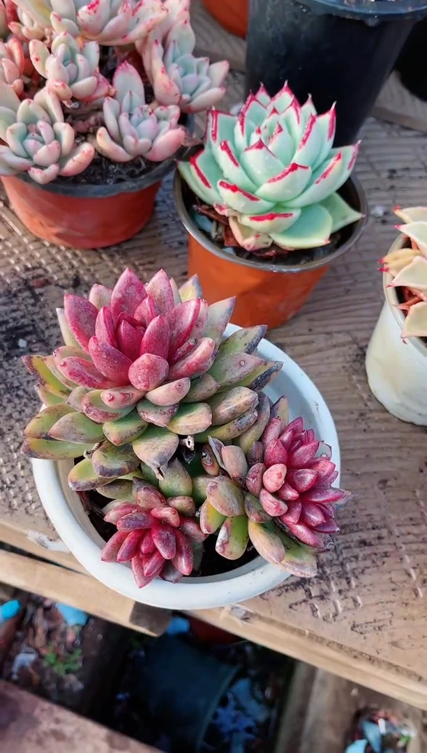 【闪购商品】21204