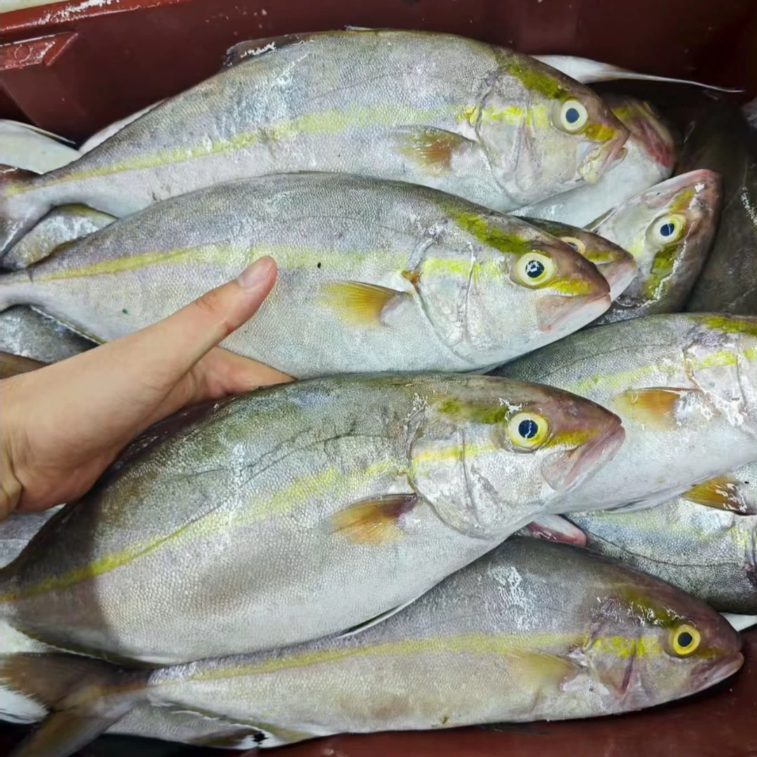 深海黄金鲅鱼 油甘鱼 黄狮鱼章红鱼