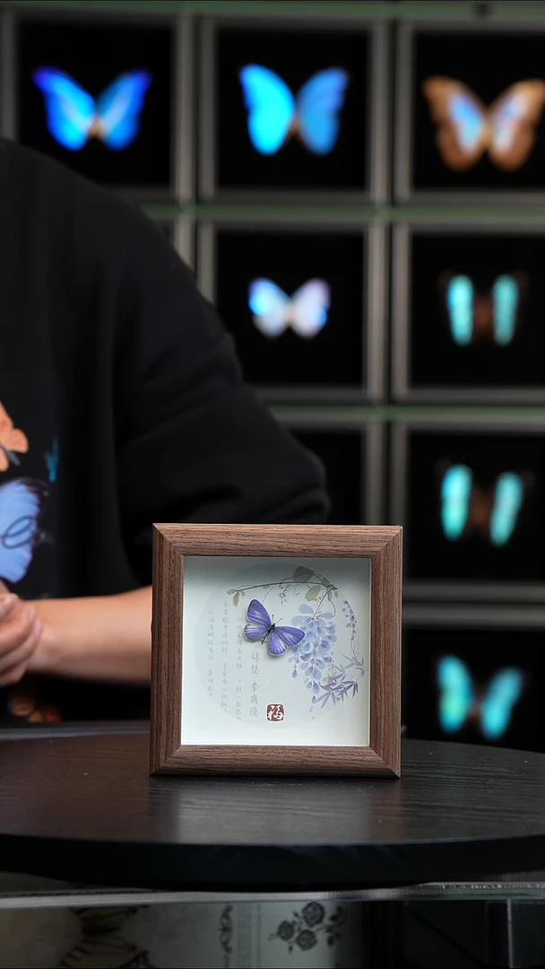 珍贵妩灰蝶4寸方框