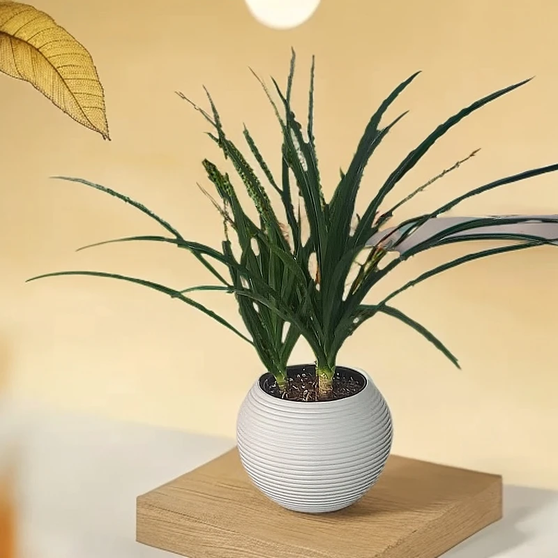 3颗黑珍珠龙血树盆栽客厅卧室书房桌面款植物