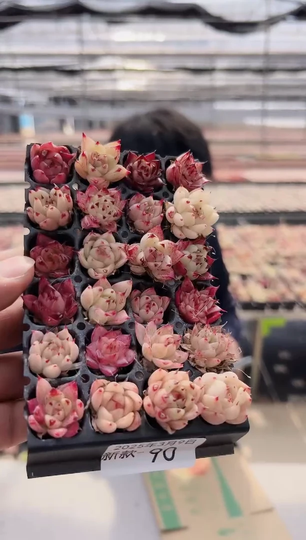 【闪购商品】新款多肉-90