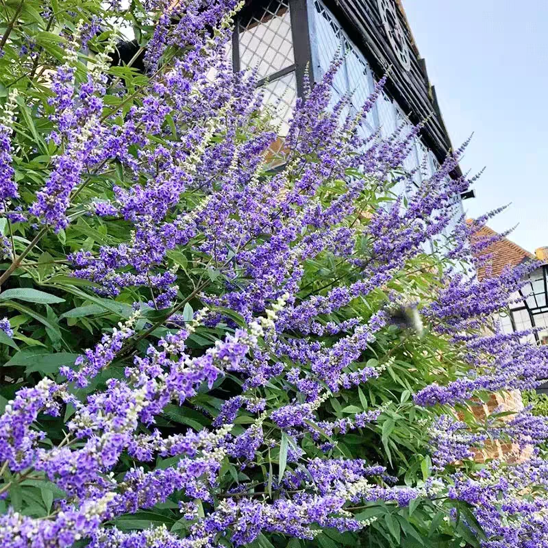 穗花牡荆大苗庭院花园盆栽植物耐寒耐热室外高档造景花卉