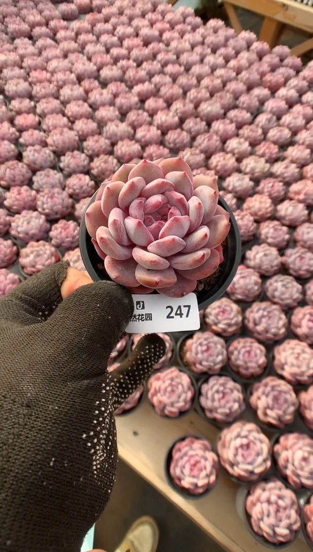 【闪购商品】247星影一物一拍