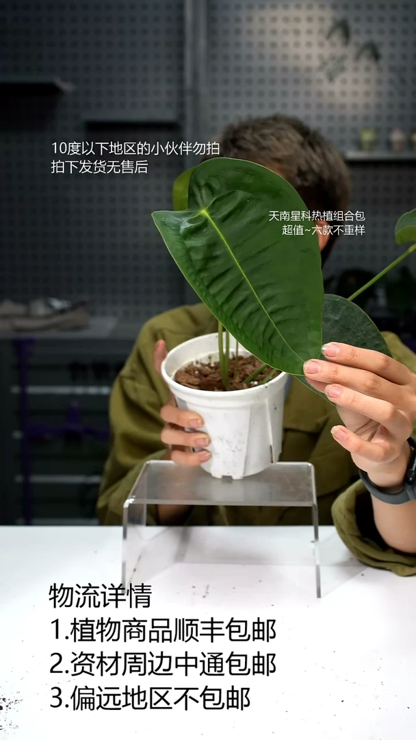 完全开放盆骨盾花烛