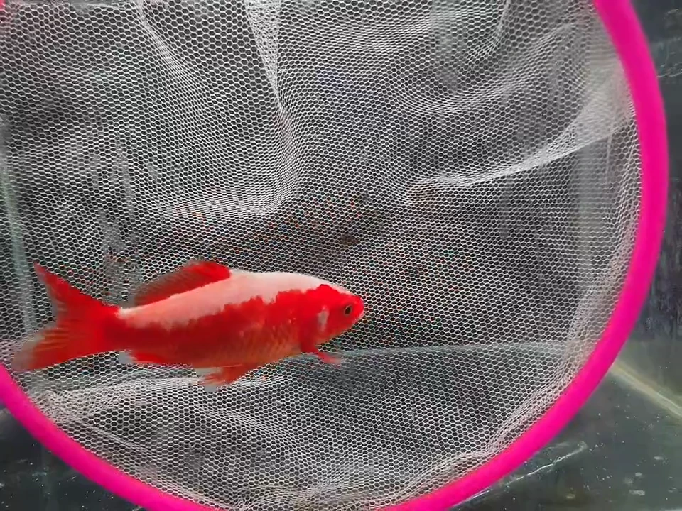 金鱼短尾草金专用链接21