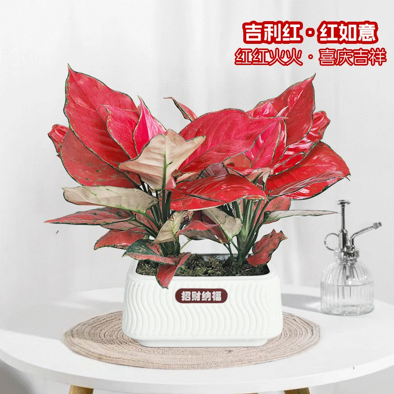 【吉利红】红如意绿植盆栽室内客厅办公好养懒人盆红色植物美化鲜活