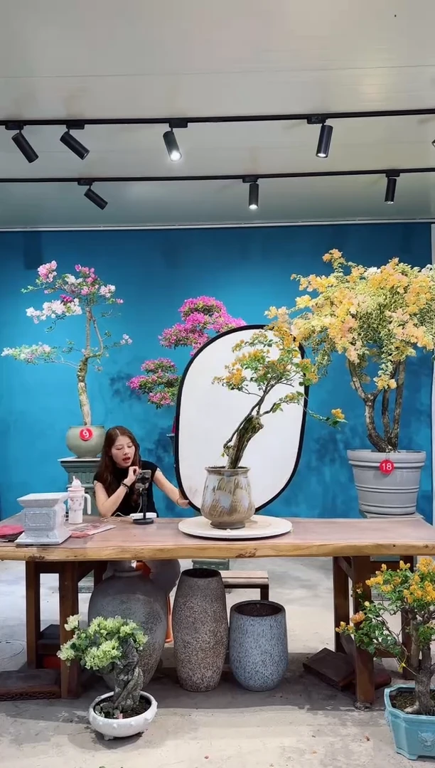 全部花朵加州黄金三角梅