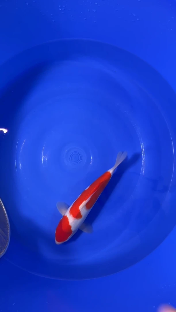 锦鲤二号链接活体/顺丰到付