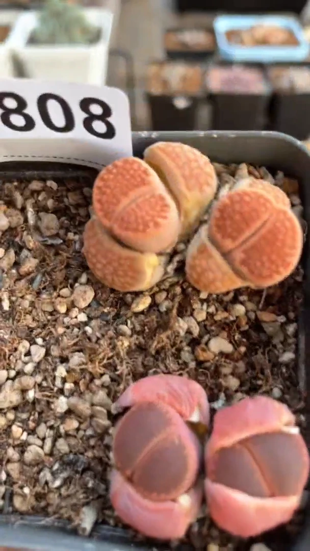 【闪购商品】0808直播一物一拍