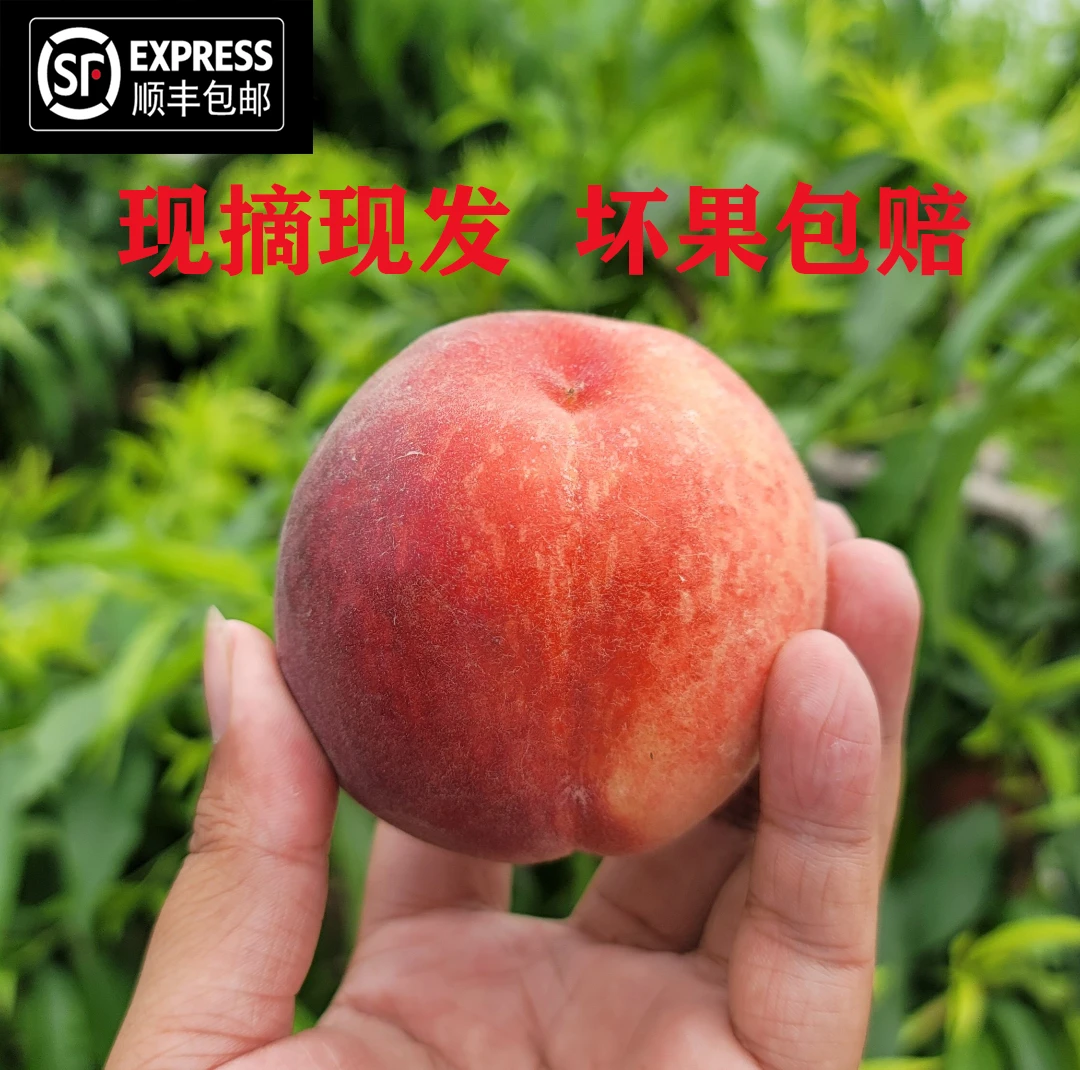 顺丰包邮新鲜现摘湖北红不软脆蜜桃