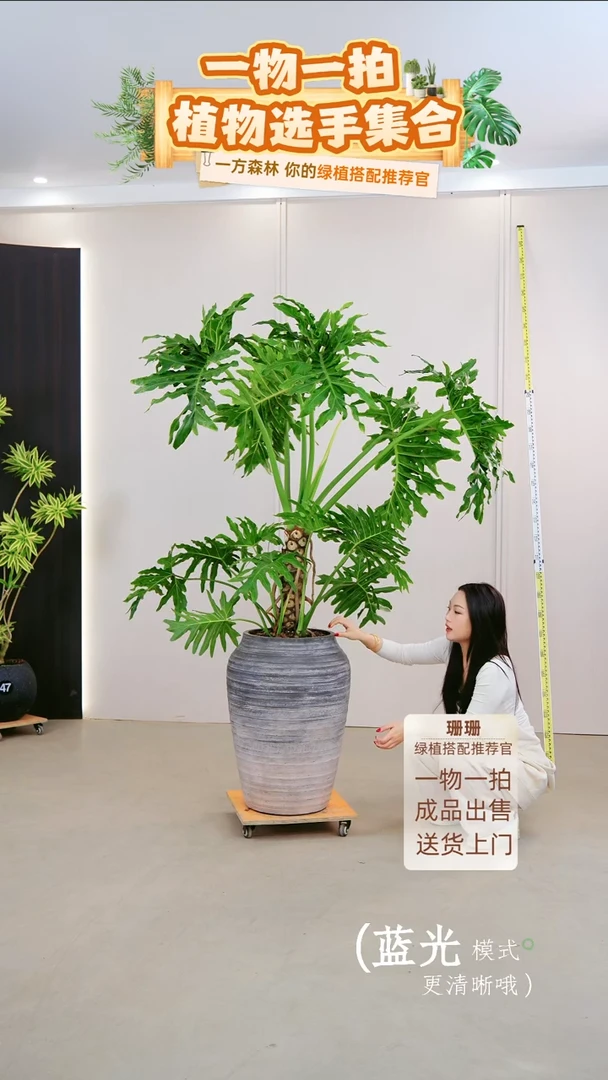 无花朵F****?龙鳞春羽连盆种好栽好一整套送货上门