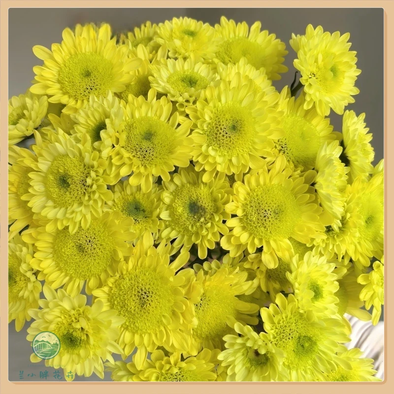 【兰小胖】精选小菊-瑞黄10枝装 超长花期 养护简易 顺丰包邮
