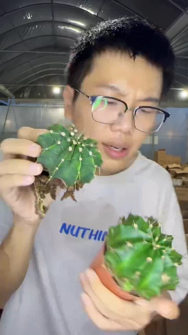 2颗 实生根 牡丹 品种不指定