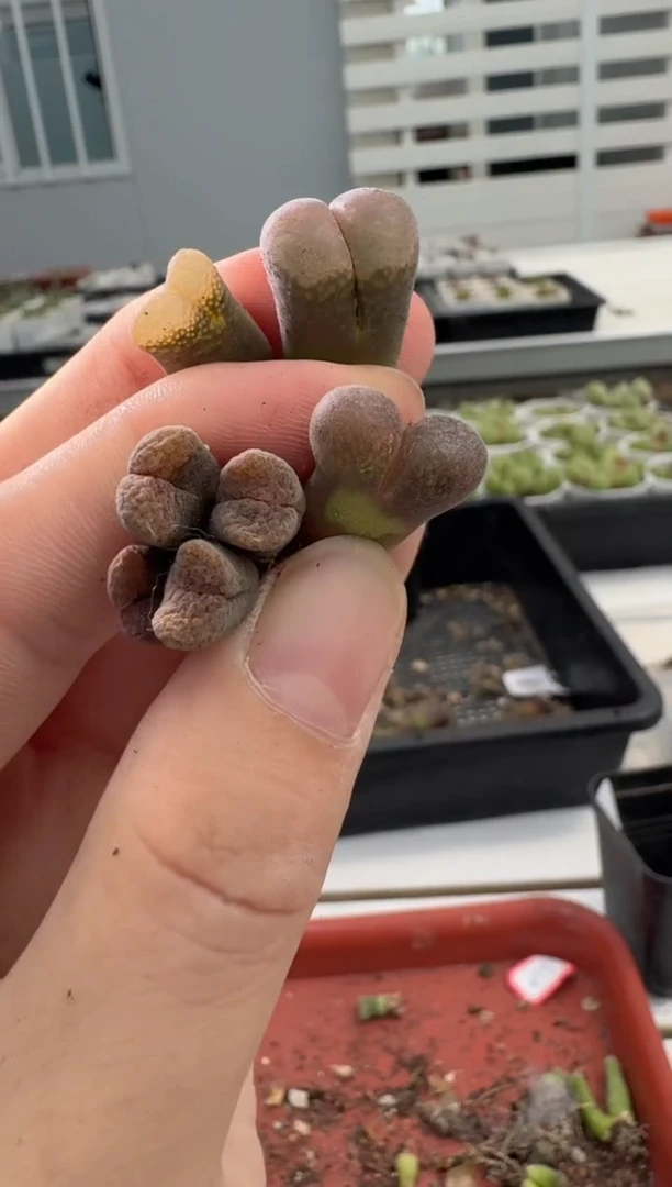 13-137多肉植物肉锥
