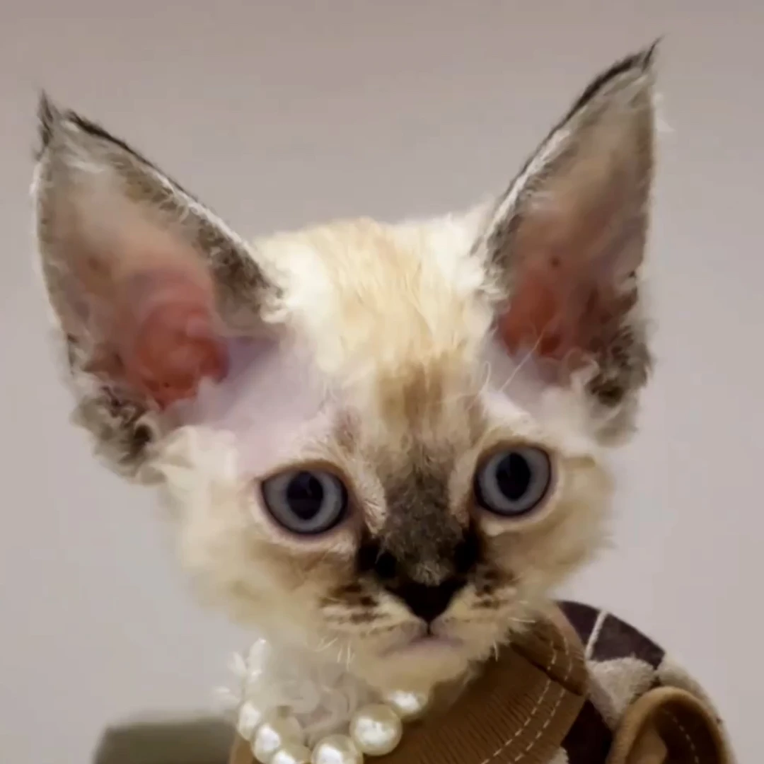 德文卷毛猫