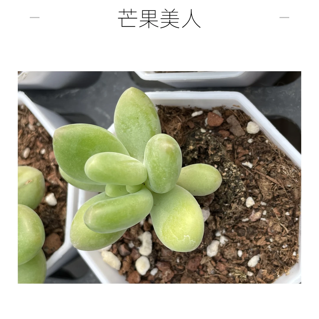 芒果奶双头实物以直播间为准满20包邮