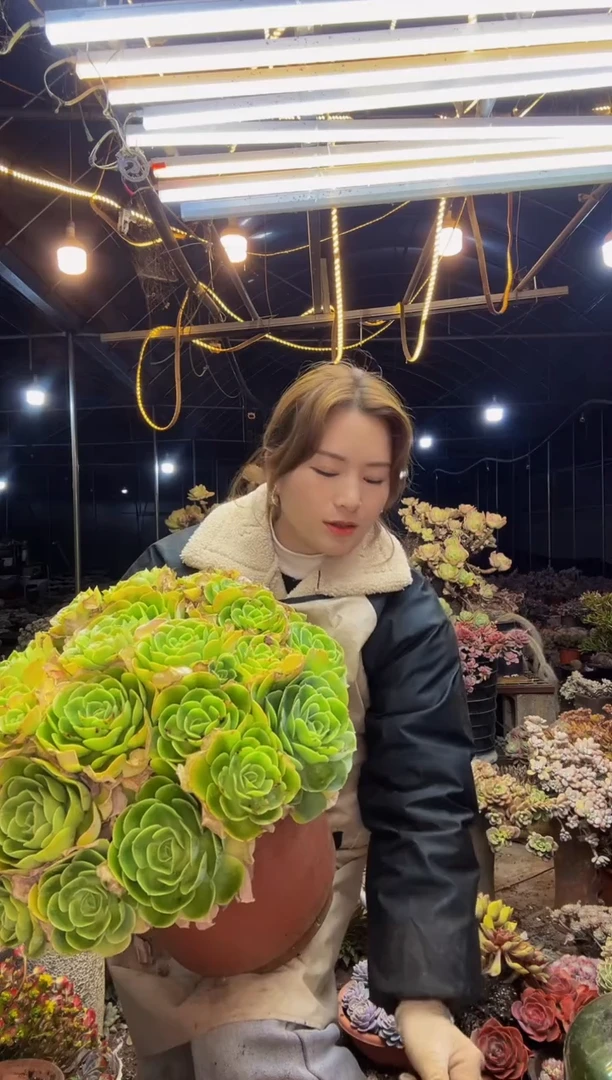 【闪购商品】柠檬玫瑰一物一拍脱土包邮