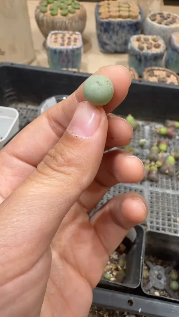 29-280多肉植物肉锥