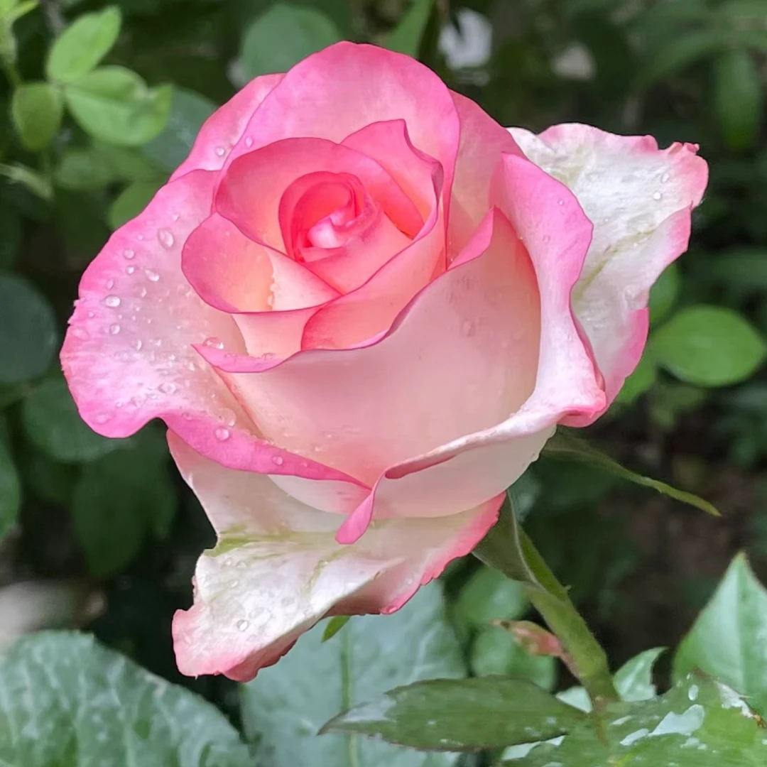 多颗露天苗【粉雨】月季盆栽四季开花带花苞发货阳台庭院好养