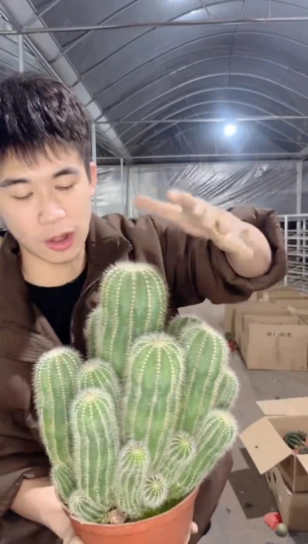 【闪购商品】银冠群生 18-20cm