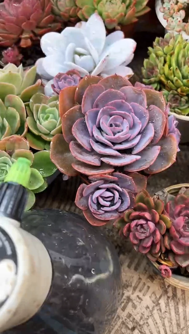 鱼***海多肉植物一物一拍19376