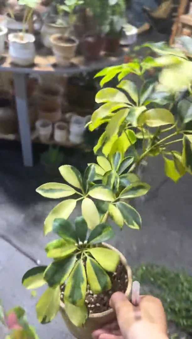 完全开放绿植一物一拍