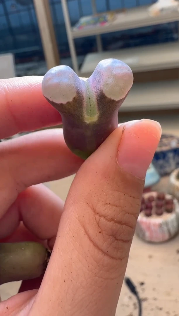 多肉植物肉锥16-282