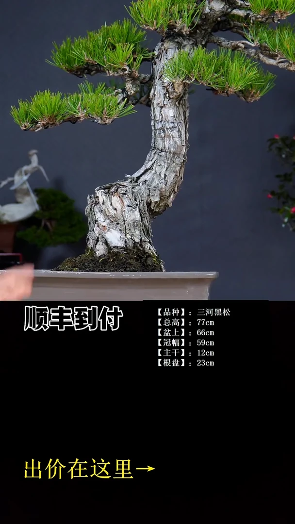 无花朵三河黑松bubaoyou