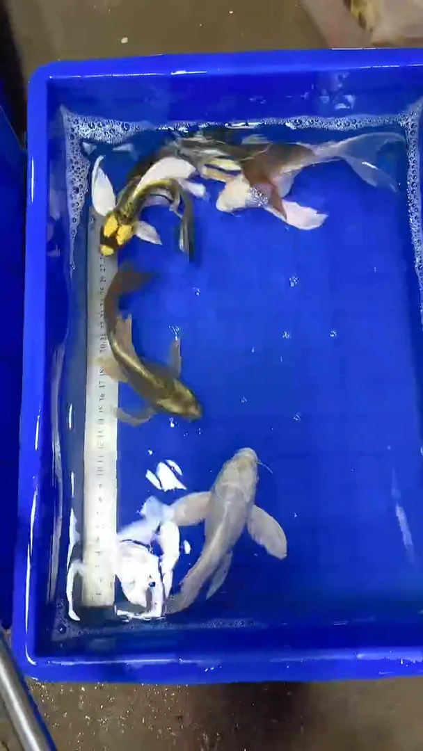 蝴蝶鲤蝴蝶鲤直播选鱼专用链接