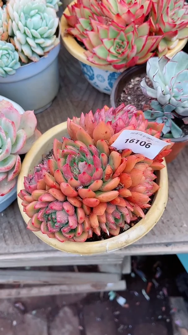 【闪购商品】16106