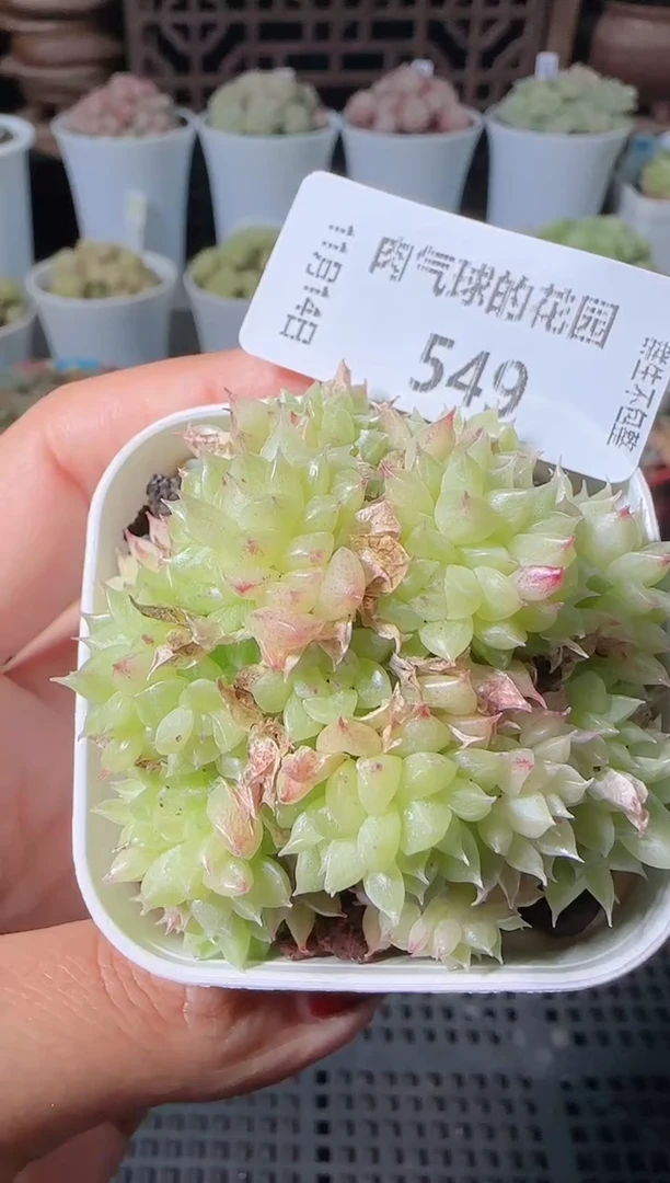 1114-549群生不包整