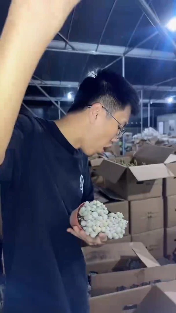 4颗 白鸟【带盆土】